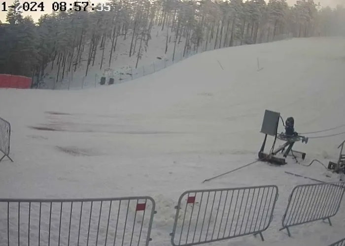 Divcinova B10 Tomic *